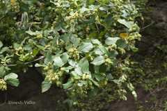 Antidesma ghaesembilla